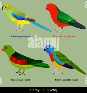 Cute Australien Papagei Vogel Vektor Illustration Set, Blau-geflügelt, Australian King Papagei, Rot-geflügelt, Scharlach-bestückte Papagei, bunte Vogel Cartoon col Stock Vektor