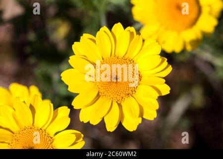 Cota tinctoria (Anthemis tinctoria) 'Golden Rays' eine goldgelbe krautige Sommerblüte im Frühling, die allgemein als Färberkamille bekannt ist Stockfoto