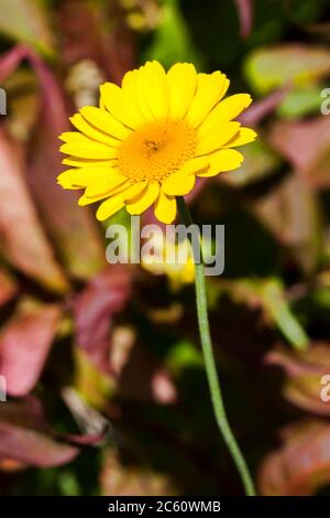 Cota tinctoria (Anthemis tinctoria) 'Golden Rays' eine goldgelbe krautige Sommerblüte im Frühling, die allgemein als Färberkamille bekannt ist Stockfoto