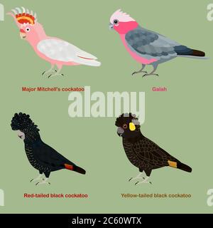 Cute Australia Cockatoo, Papagei Vogel Vektor Illustration Set, GALAH, Major Mitchell Kakadu, Leadbeater, rosa Kakadu, Red-tailed, schwarz Kakadu, y Stock Vektor