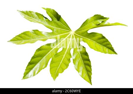 Fatsia Japonica ein grüner Blatt halbimmergrüner Strauch allgemein bekannt als Rizinusöl Pflanze ausgeschnitten und isoliert auf einem weißen Hintergrund Stockfoto