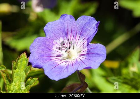 Geranium Rozanne 'Gerwat' eine blaue krautige Sommerblüte im Frühling, die allgemein als Cranesbill bekannt ist Stockfoto