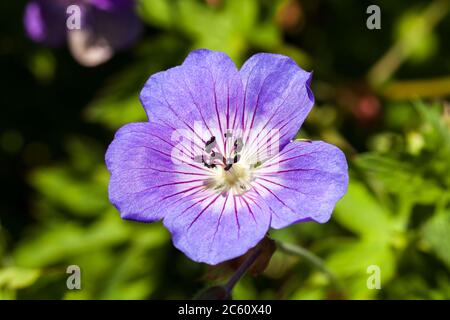 Geranium Rozanne 'Gerwat' eine blaue krautige Sommerblüte im Frühling, die allgemein als Cranesbill bekannt ist Stockfoto