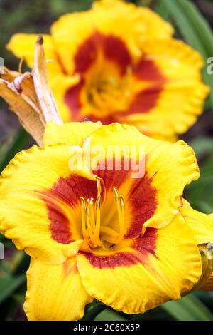 Gelbe Hemerocallis 'Narrheit' Daylilie Hemerocallis Gelbe Daylilie dunkle Kehle Stockfoto