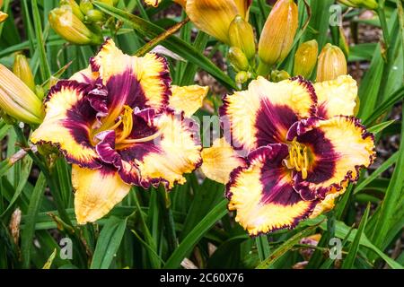 Purple Hemerocallis Ageless Beauty, Creme mit rot-violettem Auge und Rand über grünem Hals Stockfoto