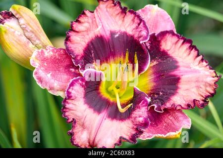 Pink Purple Hemerocallis 'Always Afternoon' Pink Daylily Hemerocallis im Juli Stockfoto