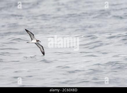 Vom Aussterben bedrohte Galapagos-Sturmvogel (Pterodroma phaeopygia) im Flug über den pazifischen Ozean vor der peruanischen Küste. Stockfoto