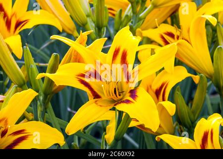Orange Hemerocallis blüht Taglilie Stockfoto