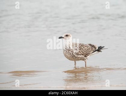 Erstes Kalenderjahr Gelbbeinige Möwe (Larus michahellis) am Strand im Ebro-Delta in Spanien. Stockfoto