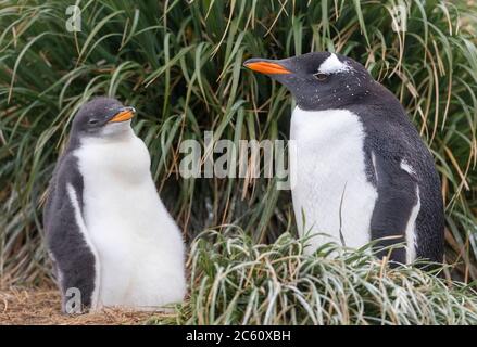 Gentoo Penguin (Pygoscelis papua papua) an der Forschungsstation Buckles Bay auf Macquarie Island, Australien. Erwachsener mit großem Küken auf seinem Nest. Stockfoto