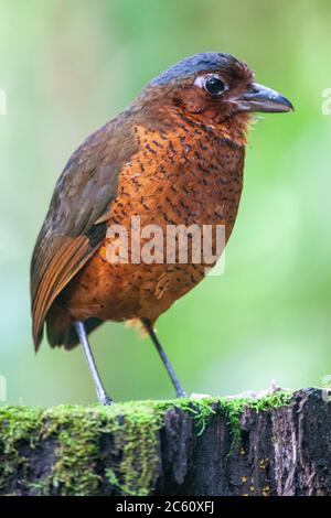 Der Riese Antpitta (Grallaria gigantea) steht auf dem Waldboden im Vogelschutzgebiet Paz de las Aves, Mindo, Ecuador. Stockfoto