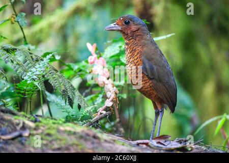 Der Riese Antpitta (Grallaria gigantea) steht auf dem Waldboden im Vogelschutzgebiet Paz de las Aves, Mindo, Ecuador. Stockfoto