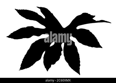 Fatsia Japonica schwarze Silhouette Blatt allgemein als Rizinusöl Pflanze bekannt ausgeschnitten und isoliert auf einem weißen Hintergrund Stockfoto