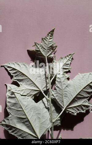 Schöne unglaubliche silberne Pappel Blatt mit tiefen Schatten auf rosa Hintergrund. Foto für Karte. Kreative Natur Hintergrund. Minimalismus Konzept Stockfoto