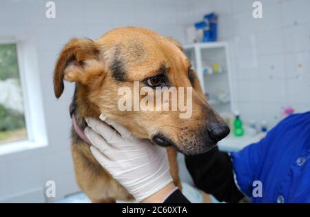 Im Veterinärbüro. Tierarzt Vetting streunenden Hund mit Stethoskop Stockfoto