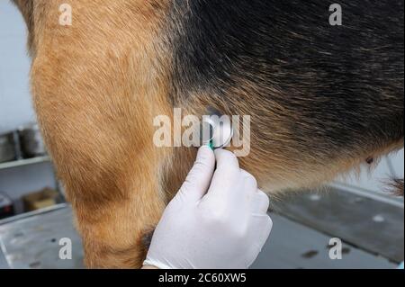 Im Veterinärbüro. Tierarzt Vetting streunenden Hund mit Stethoskop Stockfoto