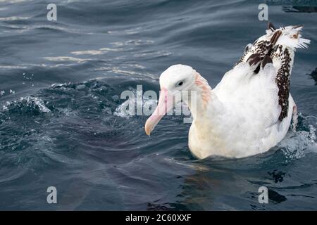 Gibsons Albatross (Diomedea gibsoni) schwimmt vor Kaikoura, Neuseeland, mit einem Blauen Hai (Prionace glauca), der direkt unter dem Surfa schwimmt Stockfoto