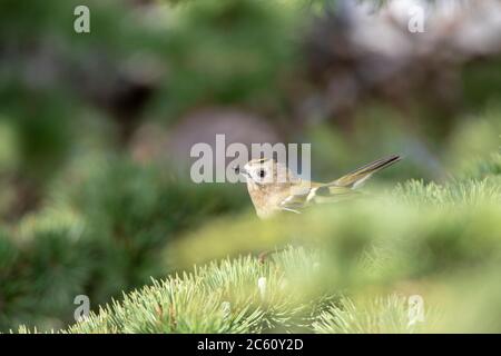 Goldwappen (Regulus regulus) während der Herbstwanderung auf Kap Kaliakra in Bulgarien. Stockfoto