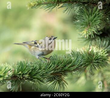 Goldwappen (Regulus regulus) während der Herbstwanderung auf Kap Kaliakra in Bulgarien. Stockfoto