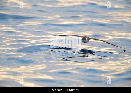 Great Shearwater (Ardenna gravis) im Atlantik vor Madeira, Portugal. Tief über bunt gemustertem Meerwasser fliegen. Stockfoto