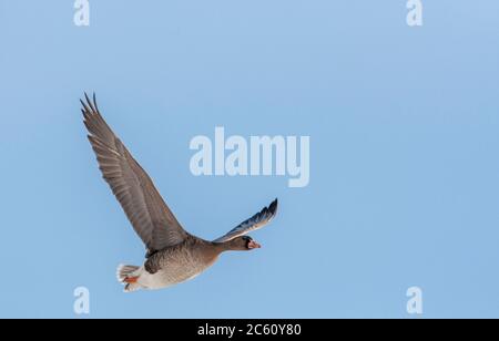 Unreife Großgänse (Anser albifrons albifrons) in den Niederlanden. Vorbeifliegen, unter Flügelmuster. Stockfoto