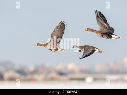 Überwinternde Großgänse (Anser albifrons albifrons) in den Niederlanden. Drei Vögel im Flug über schneebedeckten niederländischen ländlichen Landschaft. Stockfoto