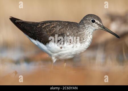 Grüner Sandpiper (Tringa ochropus) in einem kleinen Süßwasserpool in der Nähe von Belchite in Spanien an einem heißen Sommertag. Stockfoto