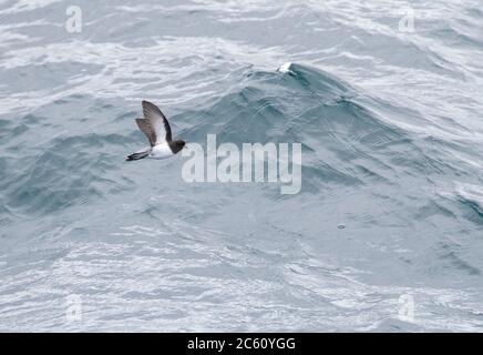 Graurückensturmsturmsturmsturmvogel (Garrodia nereis) im Flug über den pazifischen Ozean des subantarktischen Neuseelands. Stockfoto