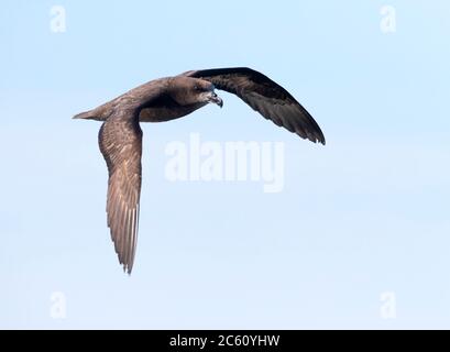 Graugesichtige Sturmvogel (Pterodroma gouldi) im Flug gegen blauen Himmel als Hintergrund in Neuseeland. Stockfoto