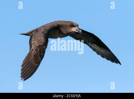 Graukiesel (Pterodroma gouldi) im Flug hoch am Himmel vor Kaikoura, Südinsel, Neuseeland. Von der Seite gesehen. Stockfoto