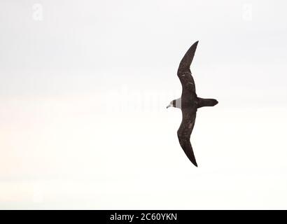 Grauschwalbe (Pterodroma gouldi) im Flug vor Neuseeland. Von der Seite mit dem Rücken und dem oberen Flügel aus gesehen. Stockfoto