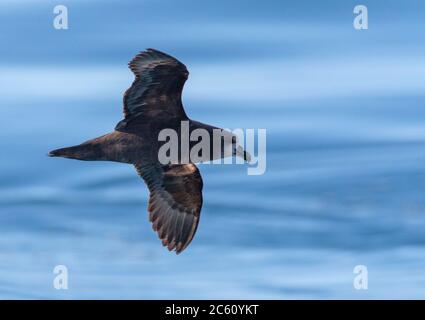 Grauschwalbe (Pterodroma gouldi), die vor Kaikoura in Neuseeland über dem Ozean fliegt. Von der Seite mit Hintergrundbeleuchtung. Stockfoto