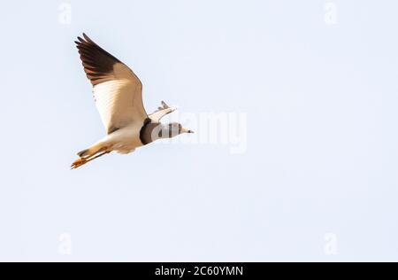 Grauer Kiebitz (Vanellus cinereus) im Flug über dem Kopf, von unten gesehen. Stockfoto