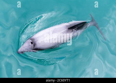 Hector's Dolphin (Cephalorhynchus hectori) beim Schwimmen in der Bucht auf der Halbinsel Akaroa, Südinsel, Neuseeland. Der kleinste und seltenste Delphin der Welt. Gesehen Stockfoto