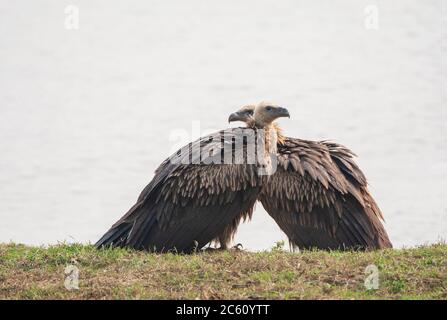 Zwei unreife Himalaya Griffon Geier (Gyps himalayensis) stehen am Ufer eines Sees in der Ebene unterhalb des Himalaya. Stockfoto