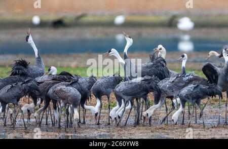 Überwinternde Kapuzenkrane (Grus monacha) im Arasaki Crane Center, Izumi-shi, Kyushu, Japan. Große Gruppe auf dem Boden mit mehreren Vögeln displayi Stockfoto