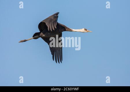 Überwinternder unreifer Kapuzenkran (Grus monacha) im Arasaki Crane Center, Izumi-shi, Kyushu, Japan. Im Flug, scheinen von unten. Stockfoto