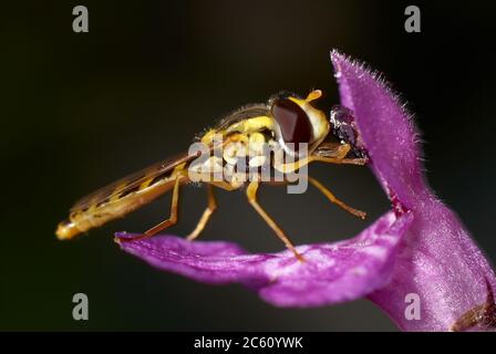 Bee Bestäuben Kleine Lila Blume, Makro-Ansicht Stockfoto