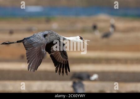 Überwinternder Kapuzenkran (Grus monacha) im Arasaki Crane Center, Izumi-shi, Kyushu, Japan. Aufruf im Flug, mit Naturschutzgebiet im Hintergrund. Stockfoto