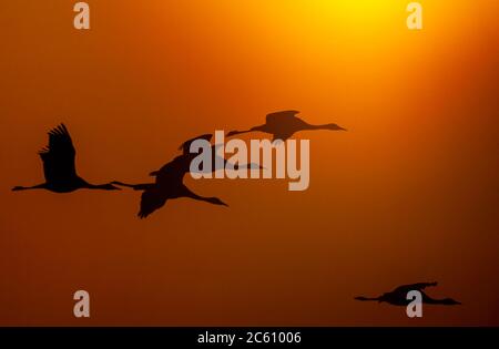 Überwinternde Kapuzenkrane (Grus monacha) im Arasaki Crane Center, Izumi-shi, Kyushu, Japan. Fünf Vögel n Flug, gegen die untergehende Sonne. Stockfoto