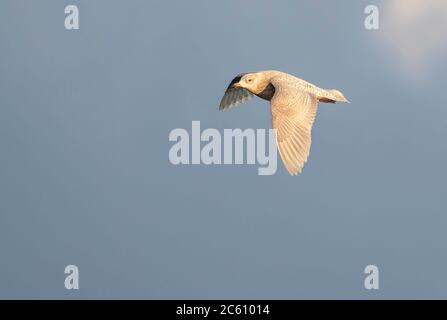 Überwintern zweites Kalenderjahr Island Möwe (Larus glaucoides) fliegt über arktischen Hafen in Varangerfjord, Nordnorwegen. Stockfoto