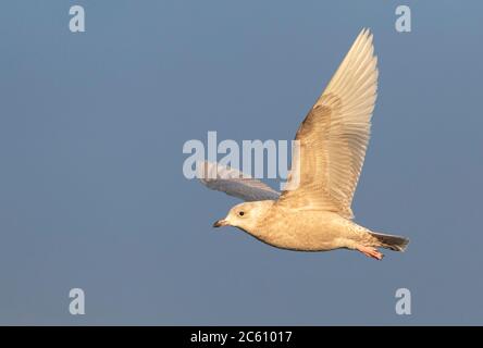 Überwintern zweites Kalenderjahr Island Möwe (Larus glaucoides) fliegt über arktischen Hafen in Varangerfjord, Nordnorwegen. Stockfoto