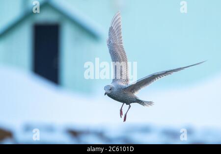 Überwinternde unreife Islandmöwe (Larus glaucoides) in einem Varangerfjord Hafen im arktischen Norwegen. Fliegen vor einem städtischen Gebiet. Stockfoto