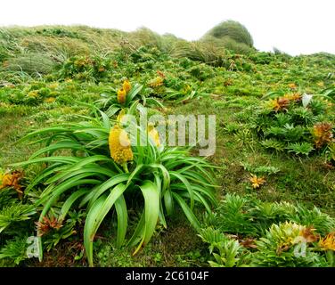 Ross Lily (Bulbinella rossii) wächst auf Enderby Island, Teil der Auckland Islands, Neuseeland. Es ist eines der subantarktischen Megakräuter. Stockfoto