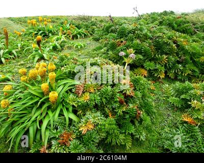 Ross Lily (Bulbinella rossii) wächst auf Enderby Island, Teil der Auckland Islands, Neuseeland. Es ist eines der subantarktischen Megakräuter. Stockfoto