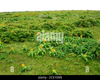 Ross Lily (Bulbinella rossii) wächst auf Enderby Island, Teil der Auckland Islands, Neuseeland. Es ist eines der subantarktischen Megakräuter. Stockfoto