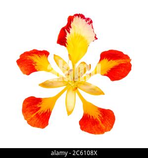 Blumen von Flammenbaum Delonix regia isoliert auf weiß Stockfoto