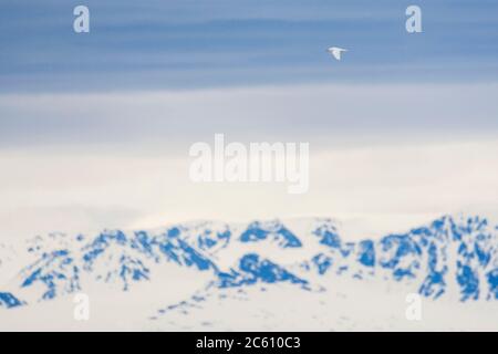 Elfenbeinmöwe (Pagophila eburnea) auf Spitzbergen, arktisches Norwegen. Hoch in der Luft fliegen mit schneebedeckten Küstenbergen im Hintergrund. Stockfoto