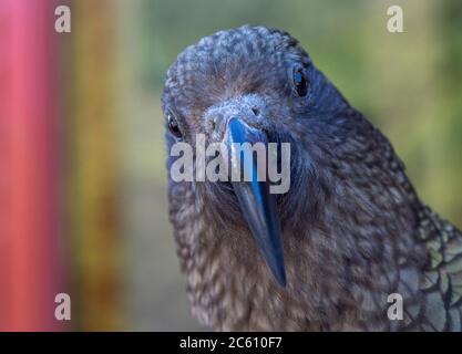 Kea (Nestor notabilis) auf Südinsel, Neuseeland. Porträt eines Erwachsenen, der vor einem Café in Arthur’s Pass sitzt. Stockfoto