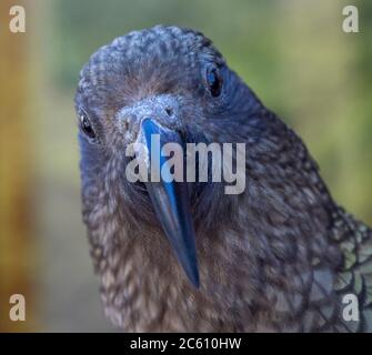 Kea (Nestor notabilis) auf Südinsel, Neuseeland. Porträt eines Erwachsenen, der vor einem Café in Arthur’s Pass sitzt. Stockfoto